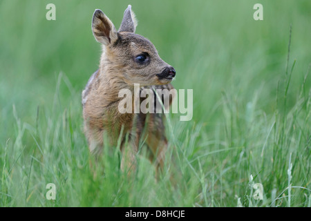Fawn, il capriolo Capreolus capreolus, vechta, Bassa Sassonia, Germania Foto Stock