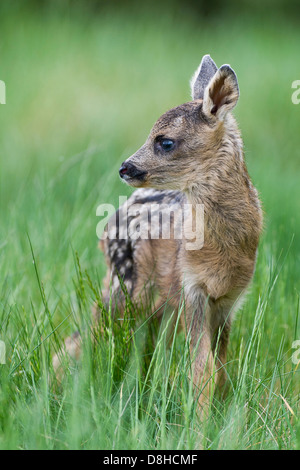 Fawn, il capriolo Capreolus capreolus, vechta, Bassa Sassonia, Germania Foto Stock