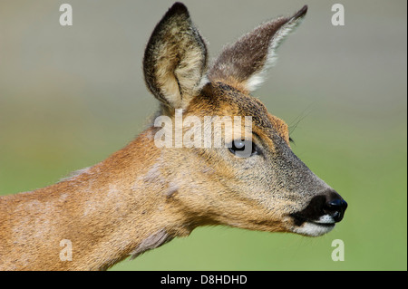 Doe, il capriolo Capreolus capreolus, vechta, Bassa Sassonia, Germania Foto Stock