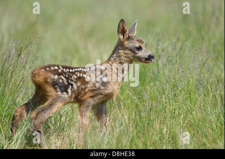 Fawn, il capriolo Capreolus capreolus, vechta, Bassa Sassonia, Germania Foto Stock