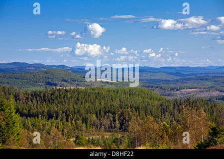 La foresta di conifere con pino silvestre (Pinus sylvestris), Dalarna, Svezia Foto Stock