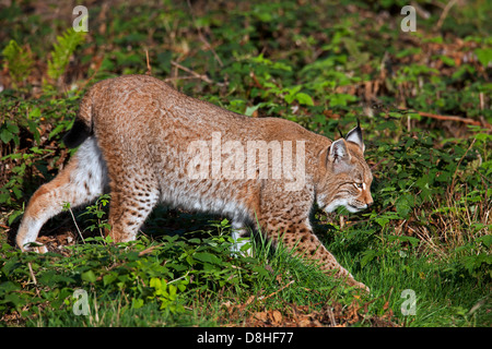 Eurasian (Lynx Lynx lynx) stalking preda nella foresta Foto Stock