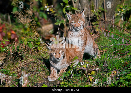 Due eurasiatica (Lynx Lynx lynx) gattini in foresta Foto Stock