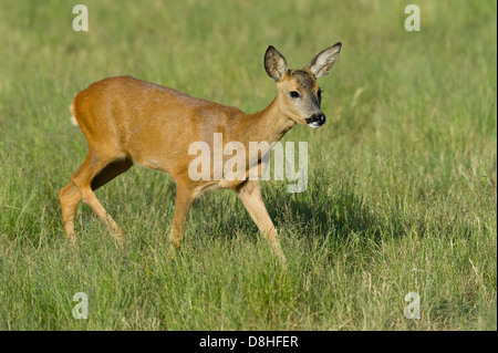 Doe, il capriolo Capreolus capreolus, vechta, Bassa Sassonia, Germania Foto Stock