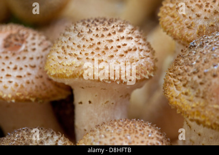 Chiodino (Armillaria mellea / Armillariella Mellea) cluster crescente nella foresta di autunno Foto Stock