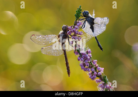 Due nero darter, sympetrum danae, goldenstedt, Bassa Sassonia, Germania Foto Stock