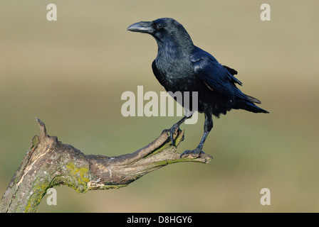 Raven comune, Corvus corax, feldberger seenlandschaft, mecklenburg-vorpommern, Germania Foto Stock