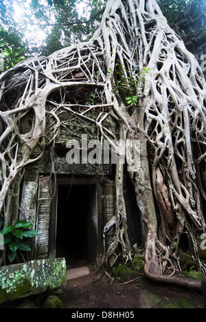 La parete esterna del Ta Prohm incorniciato dalle radici degli alberi Foto Stock
