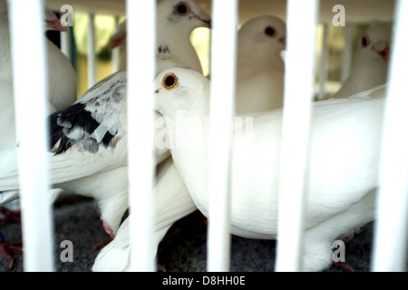 White piccioni in gabbia Foto Stock