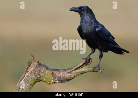 Raven comune, Corvus corax, feldberger seenlandschaft, mecklenburg-vorpommern, Germania Foto Stock