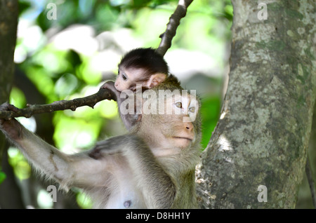 Monkey la madre e il bambino Foto Stock
