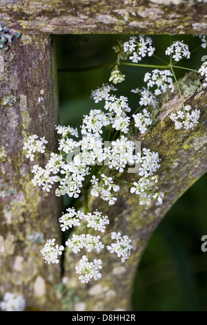 Anthriscus sylvestris. Mucca prezzemolo inserimenti attraverso una vecchia panca di legno. Foto Stock