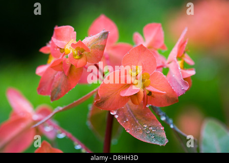 Euphorbia griffithi 'Fireglow' in un giardino inglese. Foto Stock