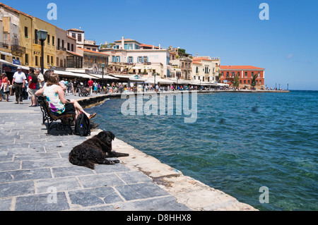 Cane in appoggio sul Quayside entro il porto, Chania, Creta, Grecia Foto Stock