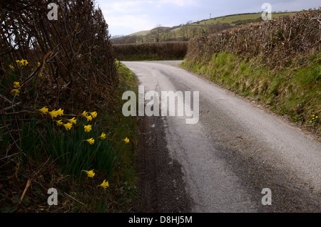 I narcisi selvatici Narcissus pseudonarcissus, crescente da un paese lane, Wales, Regno Unito Foto Stock