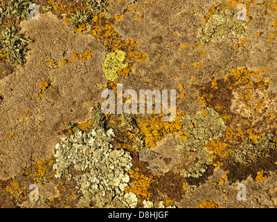 Giallo e arancione moss su di una superficie di pietra prese closeup. Foto Stock