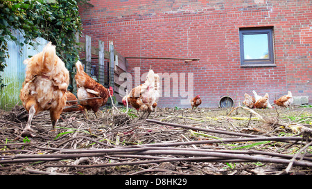 galline del Brown Foto Stock