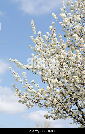 Metà di un albero di pera di Bradford o di una galleria Pear in fiore contro un cielo blu con le nubi fluffy. Immagine verticale. Oklahoma, Stati Uniti. Foto Stock