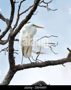 Un Airone bianco maggiore, Ardea alba, piume al vento, posatoi su un arto in una rookery in Oklahoma City, OK, STATI UNITI D'AMERICA Foto Stock