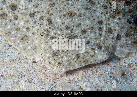 Black-Sea rombo chiodato, Kalkan (Psetta maetica, Scophthalmus maeoticus) Mar Nero, Crimea, Ucraina, Europa orientale Foto Stock