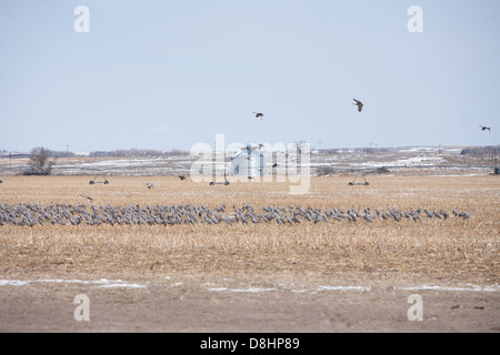 Gru Sandhill sbarco in un raccolto sul campo di mais. Foto Stock