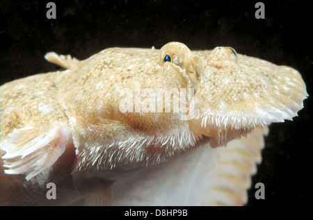 Suola di sabbia, Atlantic suola, Francese suola, Snouted suola o Lascar (Pegusa lascaris) Foto Stock