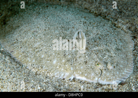 Suola di sabbia, Atlantic suola, Francese suola, Snouted suola o Lascar (Pegusa lascaris) Foto Stock