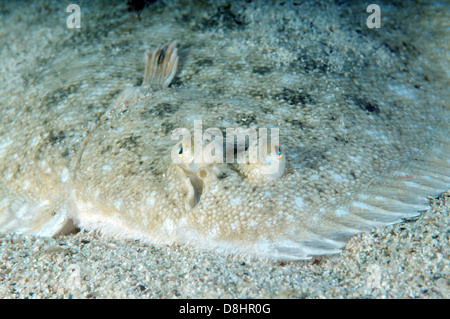 Suola di sabbia, Atlantic suola, Francese suola, Snouted suola o Lascar (Pegusa lascaris) Foto Stock