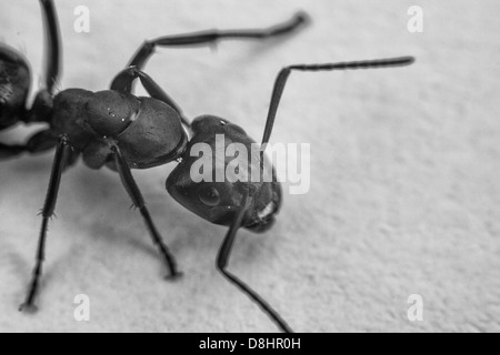 Ritratto od big ant Foto Stock