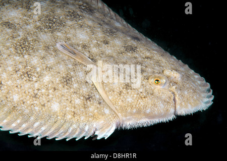 Suola di sabbia, Atlantic suola, Francese suola, Snouted suola o Lascar (Pegusa lascaris) Foto Stock