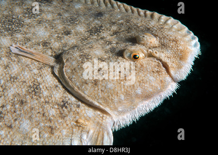 Suola di sabbia, Atlantic suola, Francese suola, Snouted suola o Lascar (Pegusa lascaris) Foto Stock