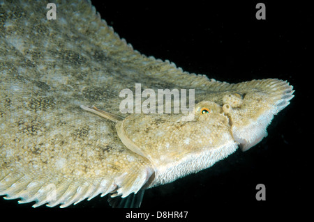 Suola di sabbia, Atlantic suola, Francese suola, Snouted suola o Lascar (Pegusa lascaris) Foto Stock