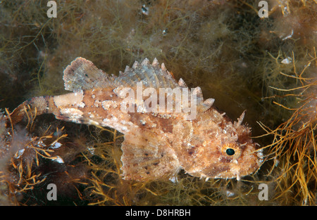 Smallscaled pesci-scorpione, nero Scorfani, Europeo, Scorfani Scorfani rossi o mare scorpion (Scorpaena porcus) Foto Stock