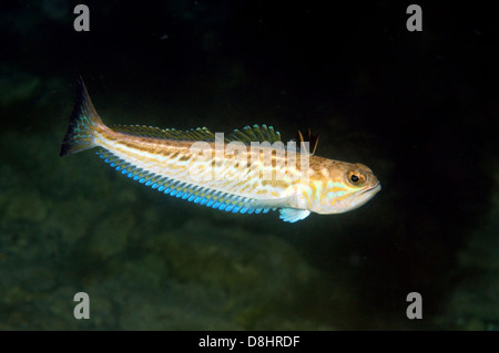 Maggiore weever pesce (Trachinus draco) Foto Stock