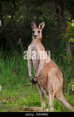 Grande maschio di canguro Hunter Valley NSW Australia Foto Stock