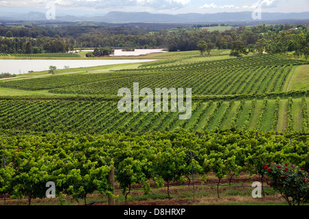 Vista panoramica di Audrey Wilkinson vigneti Hunter Valley NSW Australia Foto Stock