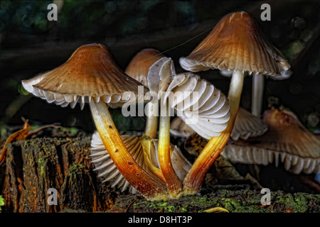 Foresta di funghi, Humbie, East Lothian, Scozia, EH36 5PJ Foto Stock