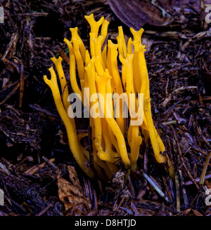 La viscosa di Calocera, comunemente conosciuta come i funghi stagshorn gialli, si trova in boschi, Scozia, Regno Unito Foto Stock