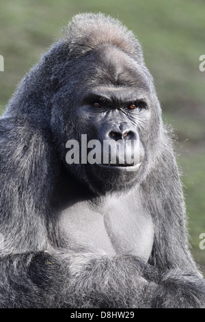Jock, una pianura occidentale Gorilla presso lo Zoo di Bristol, Inghilterra, Regno Unito. Foto Stock