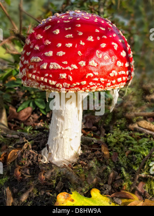 Red & White Fly Agaric funghi fungo amanita muscaria, comunemente noto come il fly agaric o fly amanita, nella luce della sera Foto Stock
