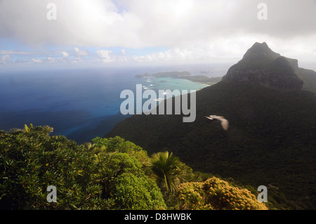Vista dalle pendici del monte Gower attraverso Mt Lidgbird verso la laguna, con la provvidenza petrel vola, Isola di Lord Howe, Australia Foto Stock