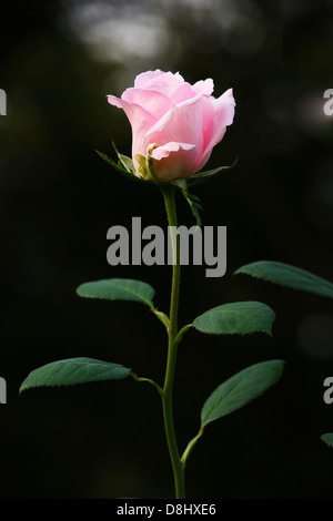 colore rosa è aumentato Foto Stock