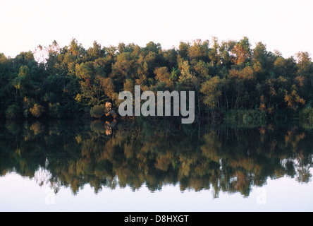 Elk283-4383 Louisiana Cajun Country, Lago Fausse Pointe parco statale, alba sul prestito di Pit Canal Foto Stock