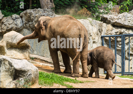 La madre e il bambino elefante in Chiangmai Zoo , della Thailandia Foto Stock