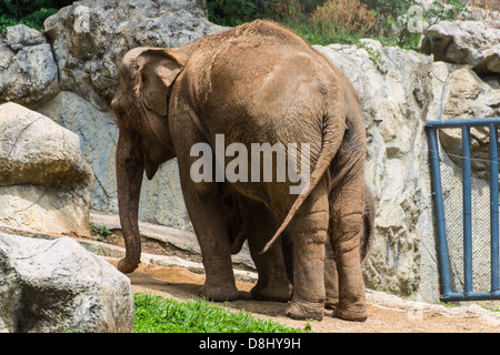 La madre e il bambino elefante in Chiangmai Zoo , della Thailandia Foto Stock