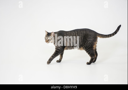 Voce maschile tabby cat su sfondo bianco Foto Stock