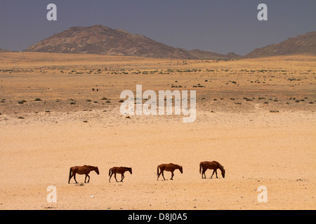 Cavalli selvaggi, Garub, Namib-Naukluft National Park, vicino Aus, Namibia del Sud Africa Foto Stock