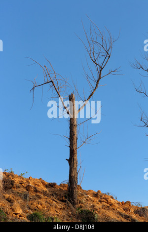 Deforestazione Foto Stock