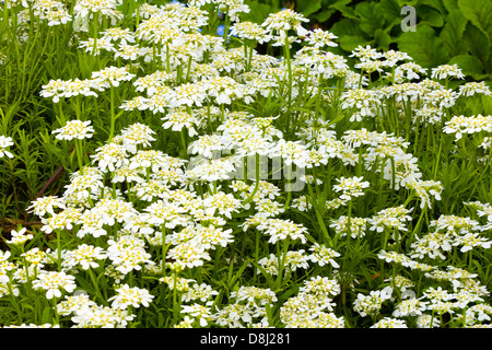 Evergreen bianco Candy ciuffo fiori Foto Stock