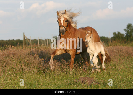 Avelignese con puledro Foto Stock